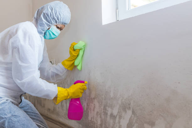 Best Mold Documentation for Insurance Claims in Dovesville, SC