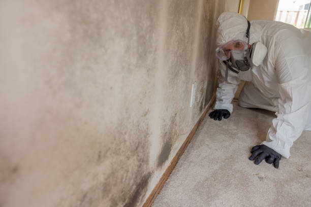 Reliable Dovesville, SC Mold Removal Solutions