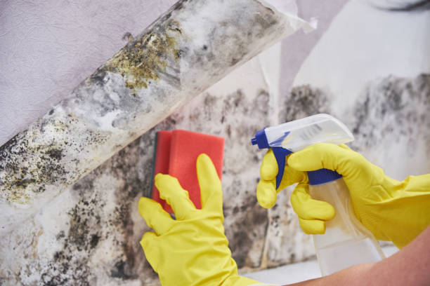 Best Environmental Consulting for Mold Prevention in Dovesville, SC